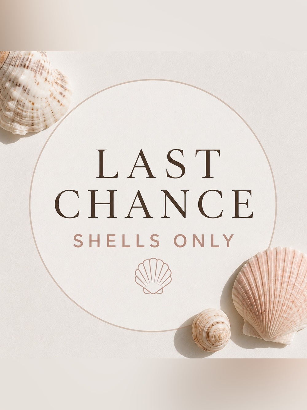 🐚 S H E L L S 🐚